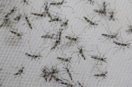 Zika : 5 femmes enceintes infectées de retour en métropole