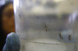 Zika : l'épidémie s'étend dans les Antilles françaises 