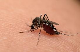 Zika : un homme est hospitalisé en région PACA