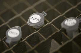 Zika : un premier cas autochtone au Texas