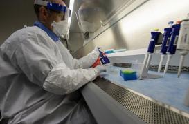 Zika : stopper la réplication du virus avec un vermifuge