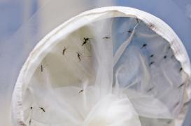 Zika : plus de 7 550 cas suspects au Cap-Vert