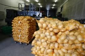 Clarebout Potatoes : l'infection mystérieuse touche 70 salariés 