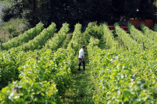 Pesticides : des vins 3000 fois plus contaminés que l'eau