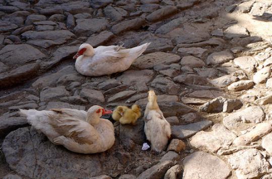 Grippe aviaire : sept foyers identifiés dans le Tarn