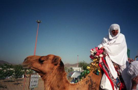 Coronavirus : un chameau infecté par le virus en Arabie Saoudite