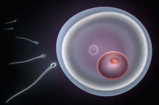combien de temps spermatozoide rencontre ovule femme france rencontre