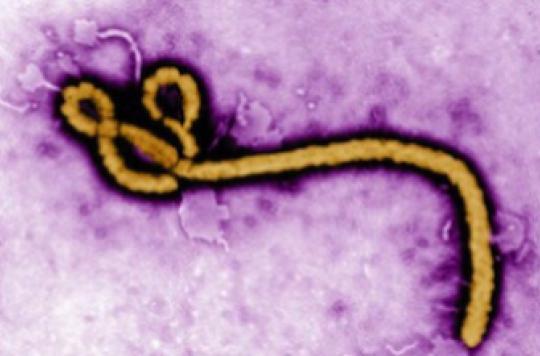Ebola : les 4 pistes de traitement décryptées