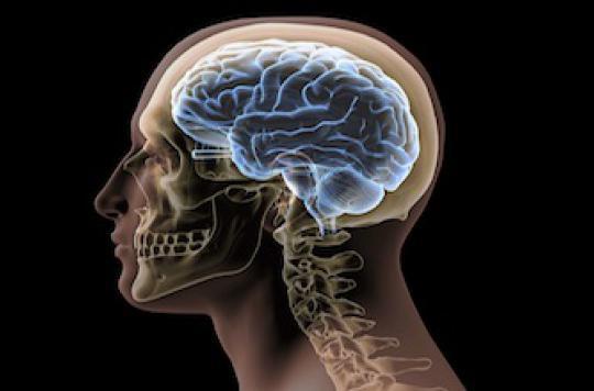 Big Brain : le cerveau humain découpé en 7400 tranches
