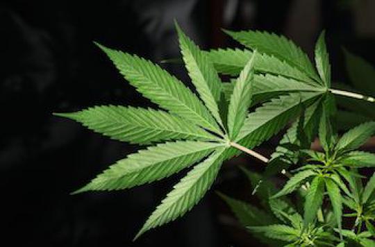 Cannabis thérapeutique : des experts dénoncent sa diabolisation