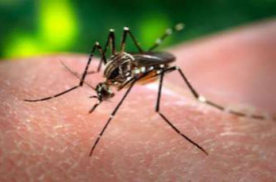Chikungunya : deux morts en Polynésie française