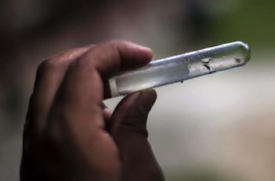 Dengue : le Brésil parie sur le moustique génétiquement modifié 