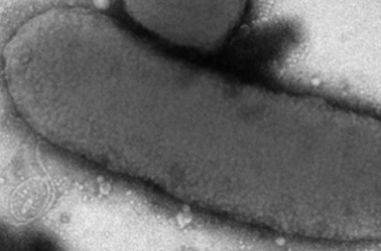 Nourrissons de Chambéry : la bactérie tueuse identifiée 