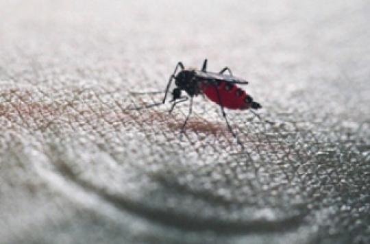 Paludisme : exterminer les moustiques femelles pour éradiquer la maladie 