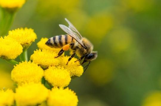 Que Faire En Cas De Piqure D Abeille De Guepe Ou De Frelon