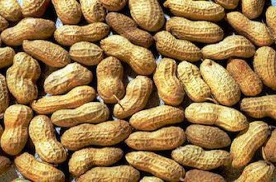 Allaitement : consommer des cacahuètes réduit les risques d'allergie