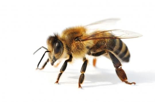 Que faire après une piqûre d’abeille ?