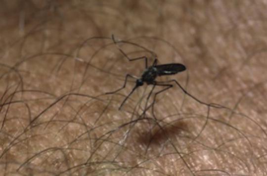 Moustique-tigre : les cas de dengue en métropole ont doublé en deux semaines  