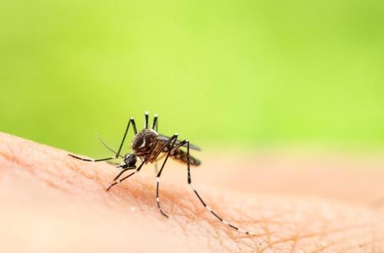 Pourquoi les moustiques réussissent toujours à nous piquer ? 