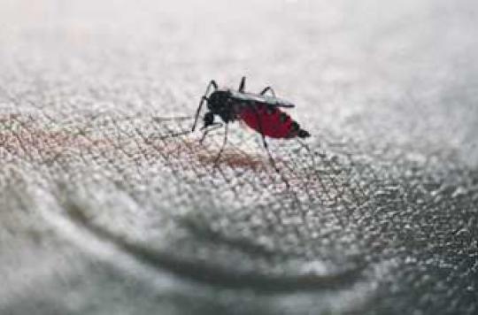 Chikungunya : 221 cas importés en métropole