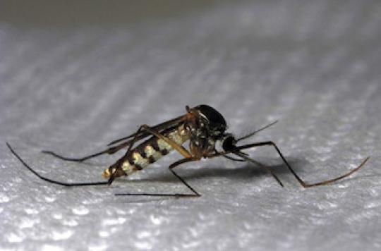 Un site internet pour suivre les moustiques à la trace