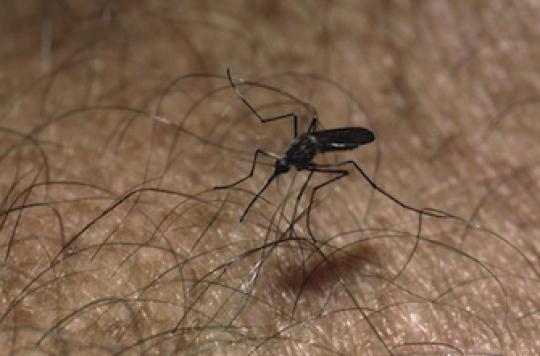 Pourquoi le chikungunya menace les Etats-Unis