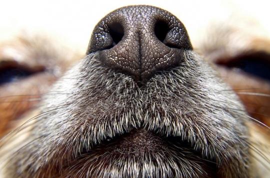 L'odorat de l'Homme est équivalent à celui du chien