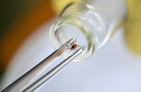 Maladie de Lyme : un test urinaire pour la détecter 