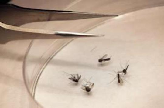 Chikungunya : Marisol Touraine donne son vert à l'usage du malathion 