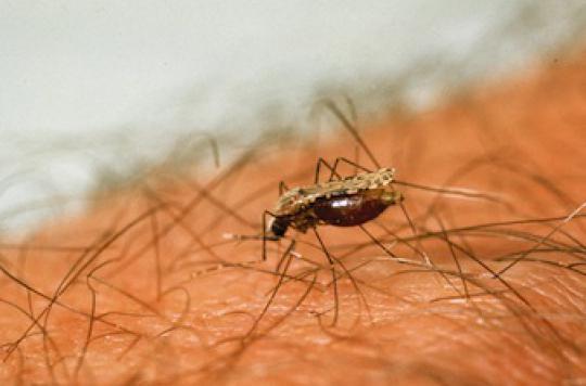 Paludisme : le groupe sanguin O protecteur