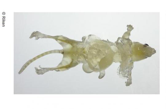Une souris transparente pour mieux étudier les organes