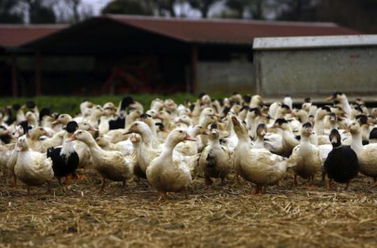 Grippe aviaire : deux fois plus de foyers en deux jours