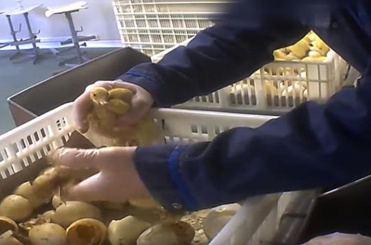 Foie gras : des vidéos révèlent des pratiques insoutenables