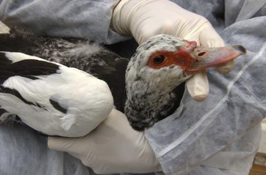 Grippe aviaire : 8 pays ont déjà interrompu l'importation de nos volailles