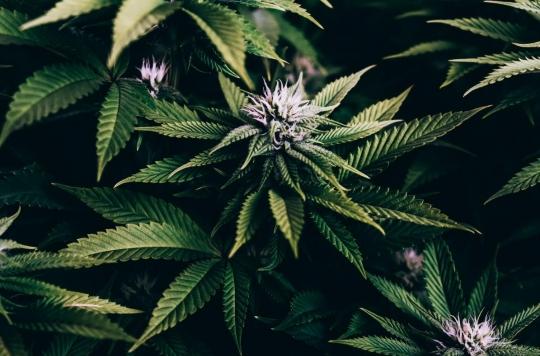The United Nations recognizes the medical utility of cannabis