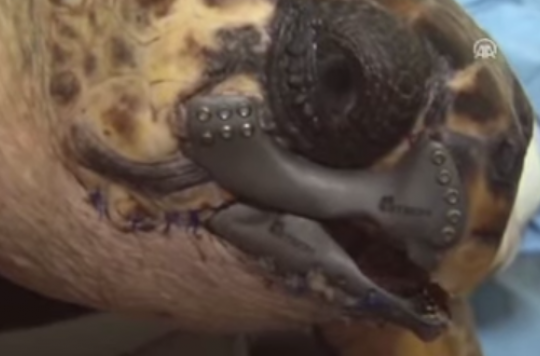 Une tortue de mer soignée grâce à l'impression 3D