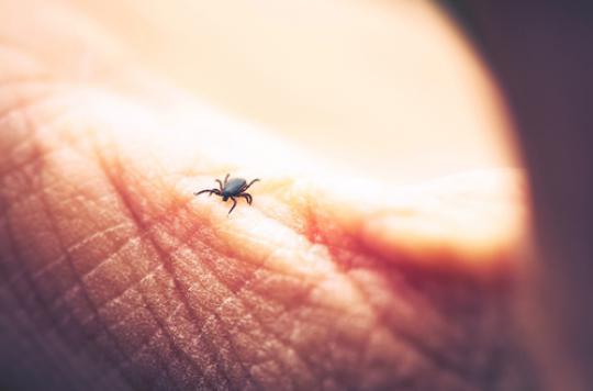 Maladie de Lyme : 7 Français sur 10 redoutent sa propagation
