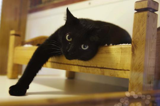 poussette canne cora