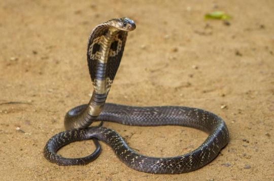 Morsures de serpents : un nouvel antivenin bientôt sur le marché