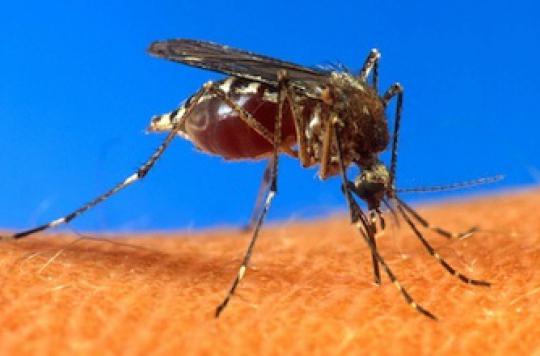 Alerte aux moustiques : quelles peaux les attirent
