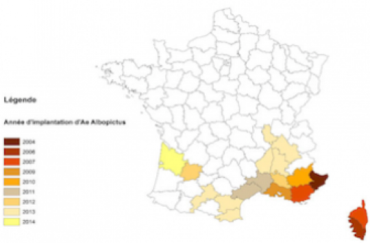 Dengue, chikungunya : la carte de France des départements les plus touchés