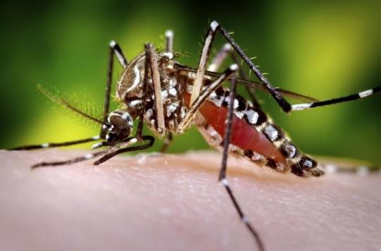 Dengue : un bébé de 6 mois décède en Nouvelle-Calédonie 