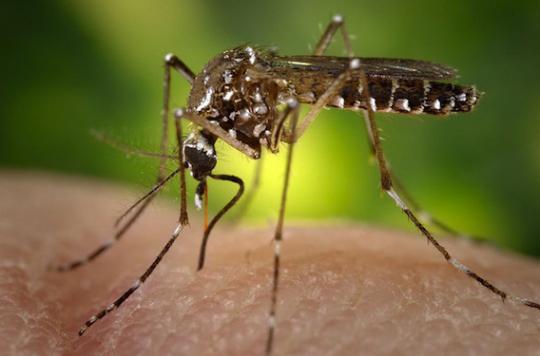 Dengue :  plus de 200 cas autochtones détectés à La Réunion 