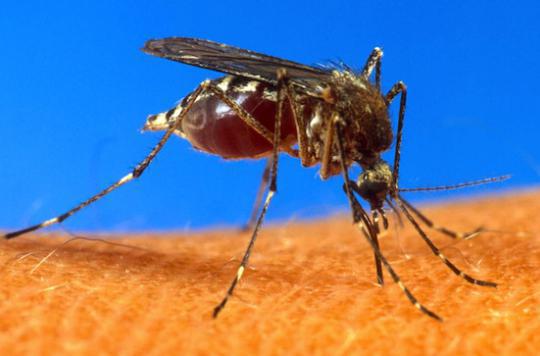 Paludisme : Microsoft met au point un drone anti-moustique