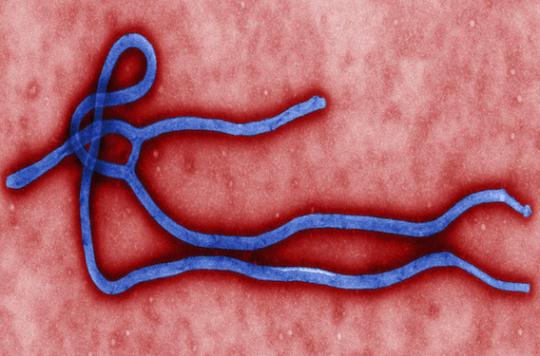 Ebola : l'efficacité d'un antipaludéen découverte de manière fortuite