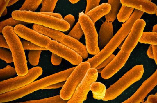 Etats-Unis : découverte d'une nouvelle bactérie multirésistante 