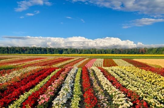 stoppesticides - Riverains & danger des pesticides Uploded_field-of-roses-on-the-background-of-the-blue-sky-picture-id836482746-1558609188