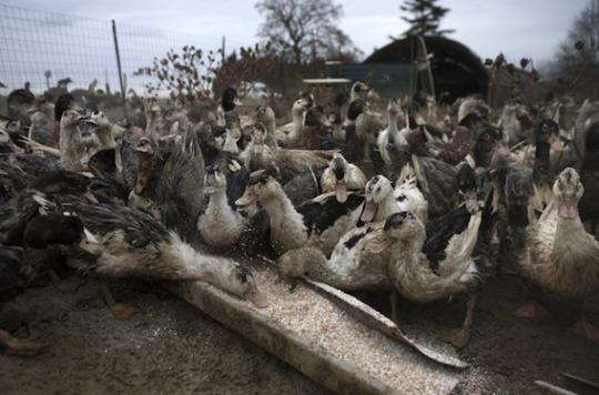 Grippe aviaire : les risques pour la santé écartés