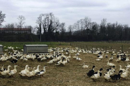 Grippe aviaire : la Dordogne et les Landes recensent 2 nouveaux cas