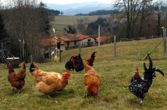 Grippe aviaire : un premier cas confirmé en Haute-Garonne